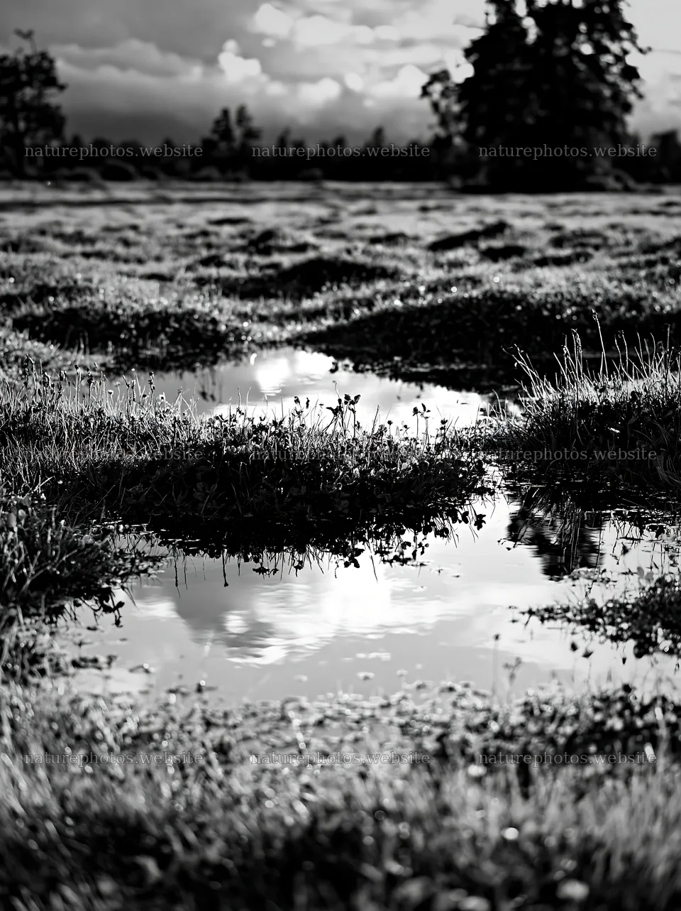 Clover apple meadow with water reflections and green landscape – nature photos 6866x9174