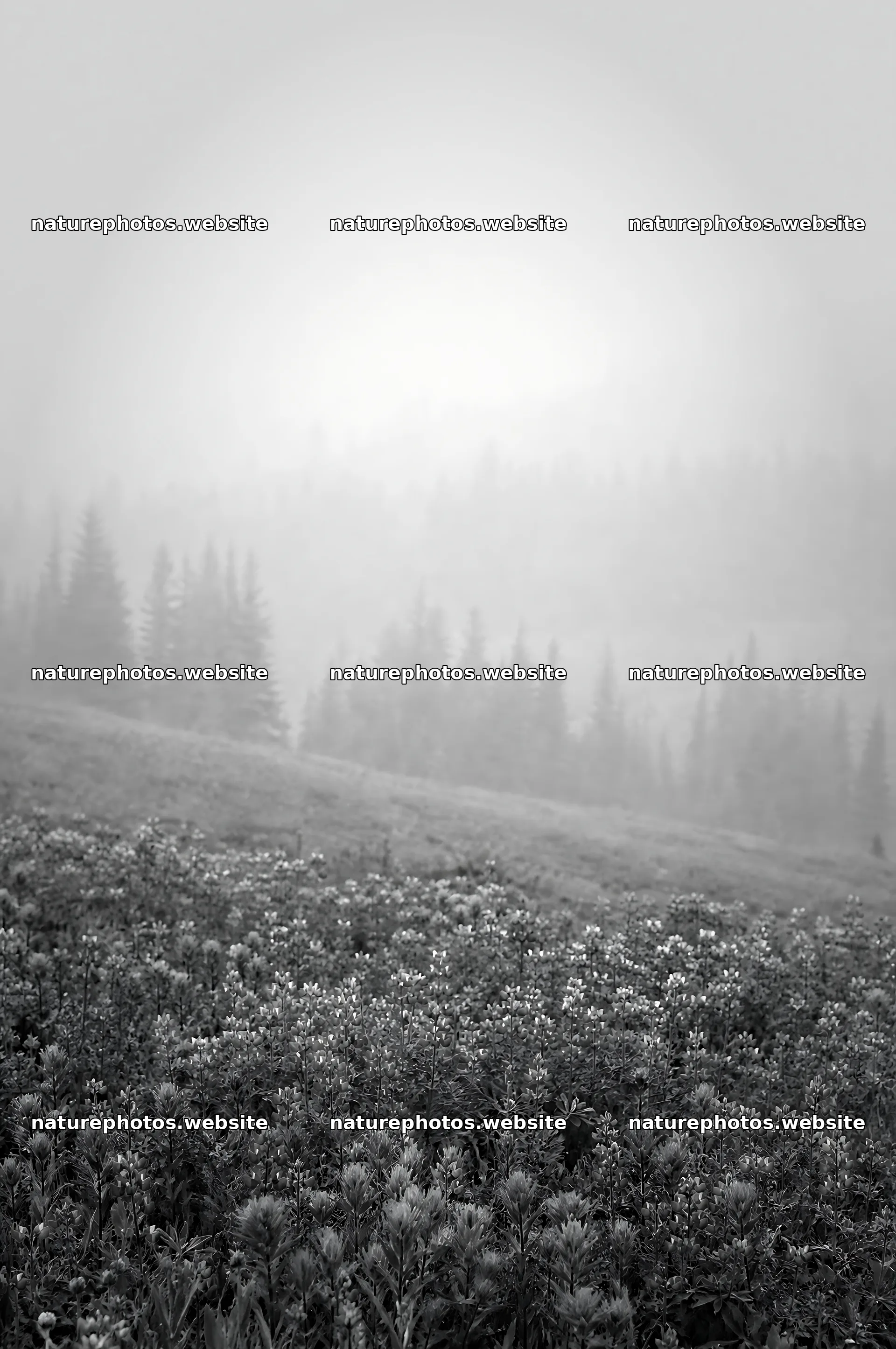 Paintbrush lupine meadow with fog and trees in the background – nature photos 6468x9740