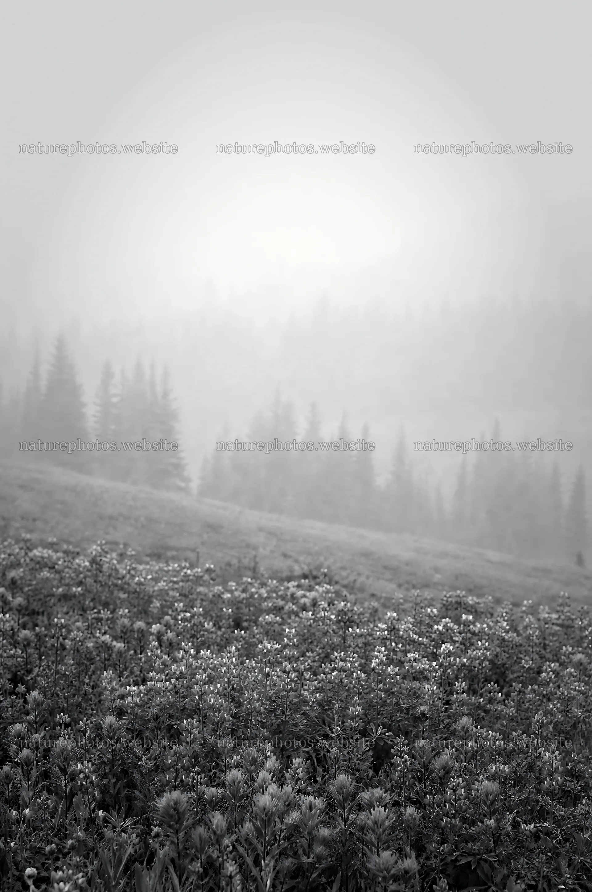 Paintbrush lupine meadow with fog and trees in the background – nature photos 6468x9740