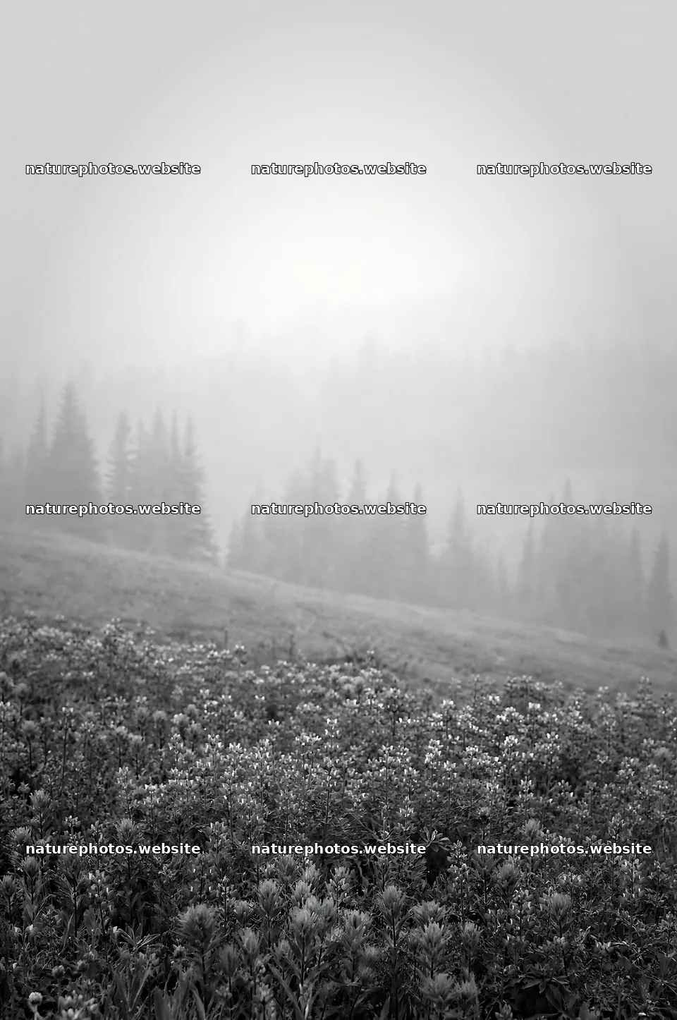 Paintbrush lupine meadow with fog and trees in the background – nature photos 6468x9740