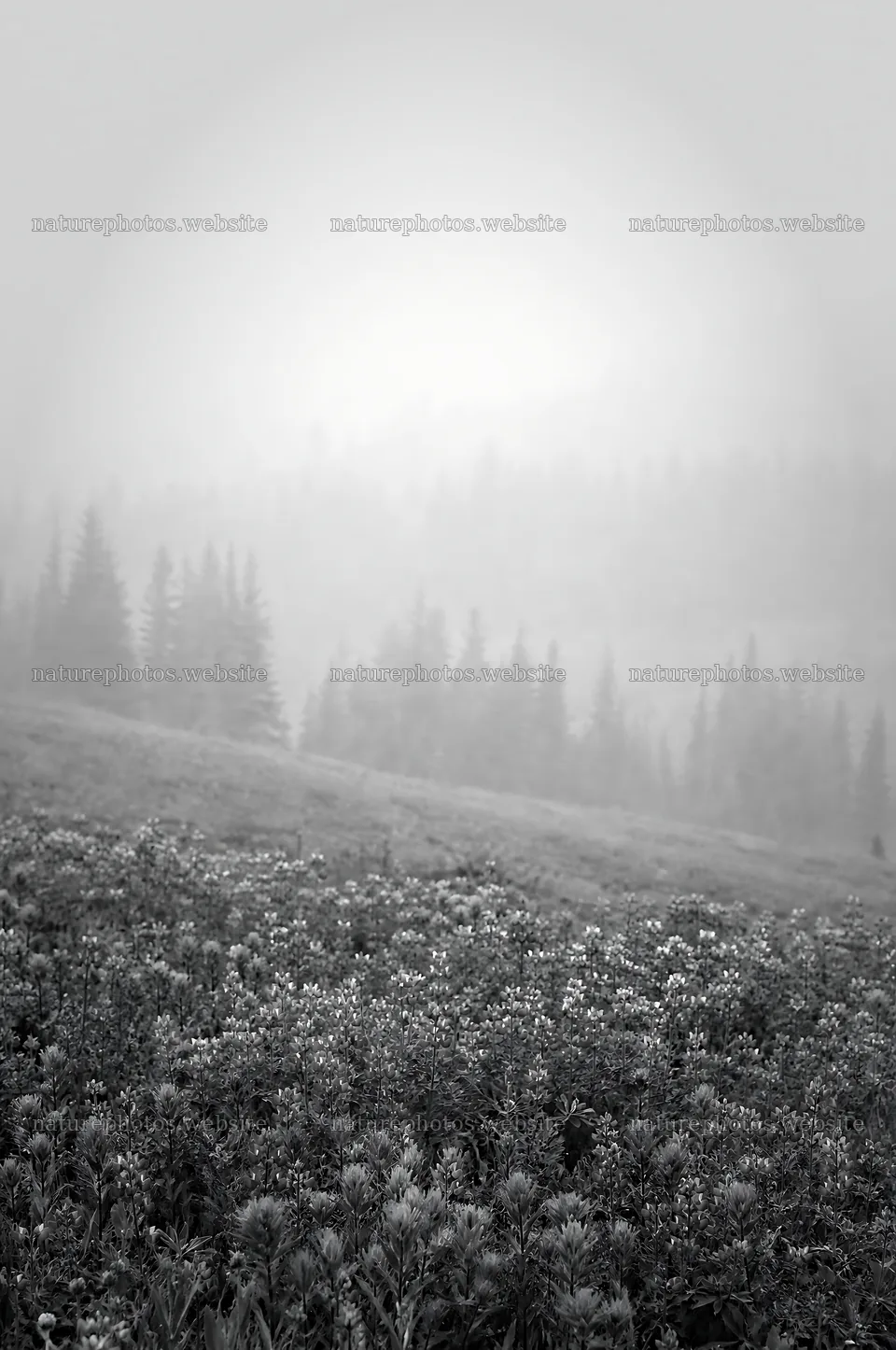 Paintbrush lupine meadow with fog and trees in the background – nature photos 6468x9740