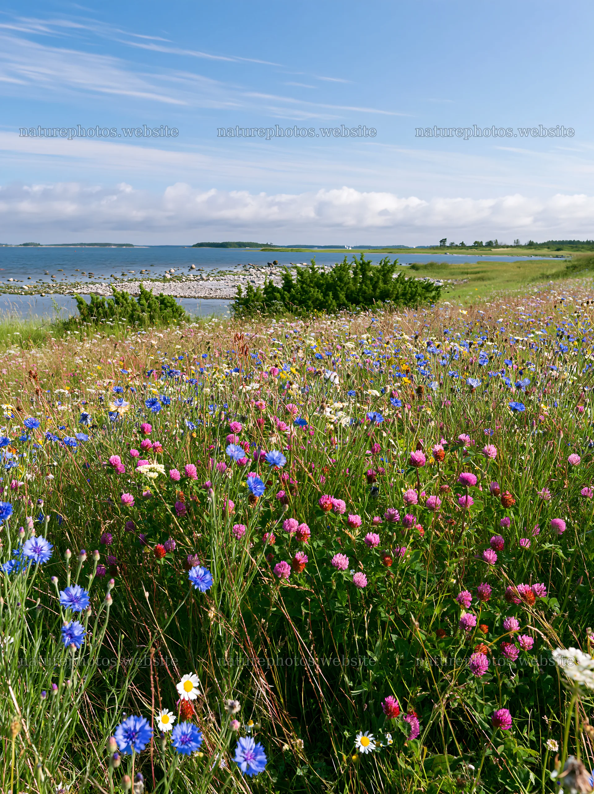 Clover cornflower meadow by the sea on a sunny day – nature photos 6866x9174