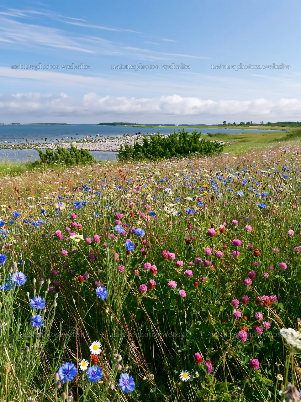 Clover cornflower meadow by the sea on a sunny day – nature photos 6866x9174