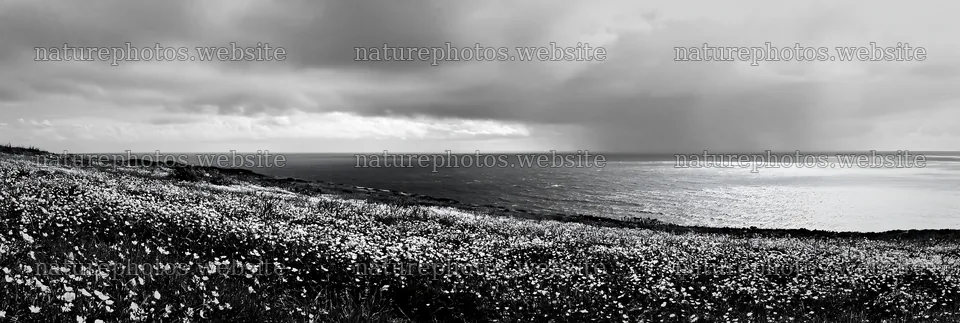 Meadow overlooking Atlantic coast in Portugal – nature photos 13690x4602