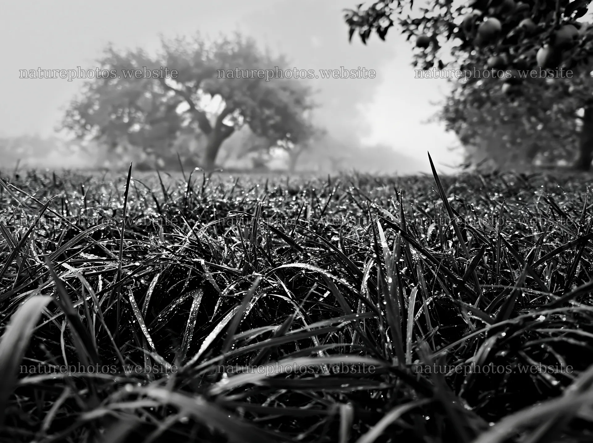 Foggy orchard meadow with dew-covered grass – nature photos 9174x6866
