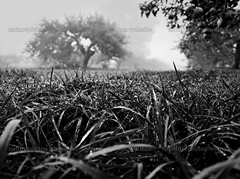 Foggy orchard meadow with dew-covered grass – nature photos 9174x6866