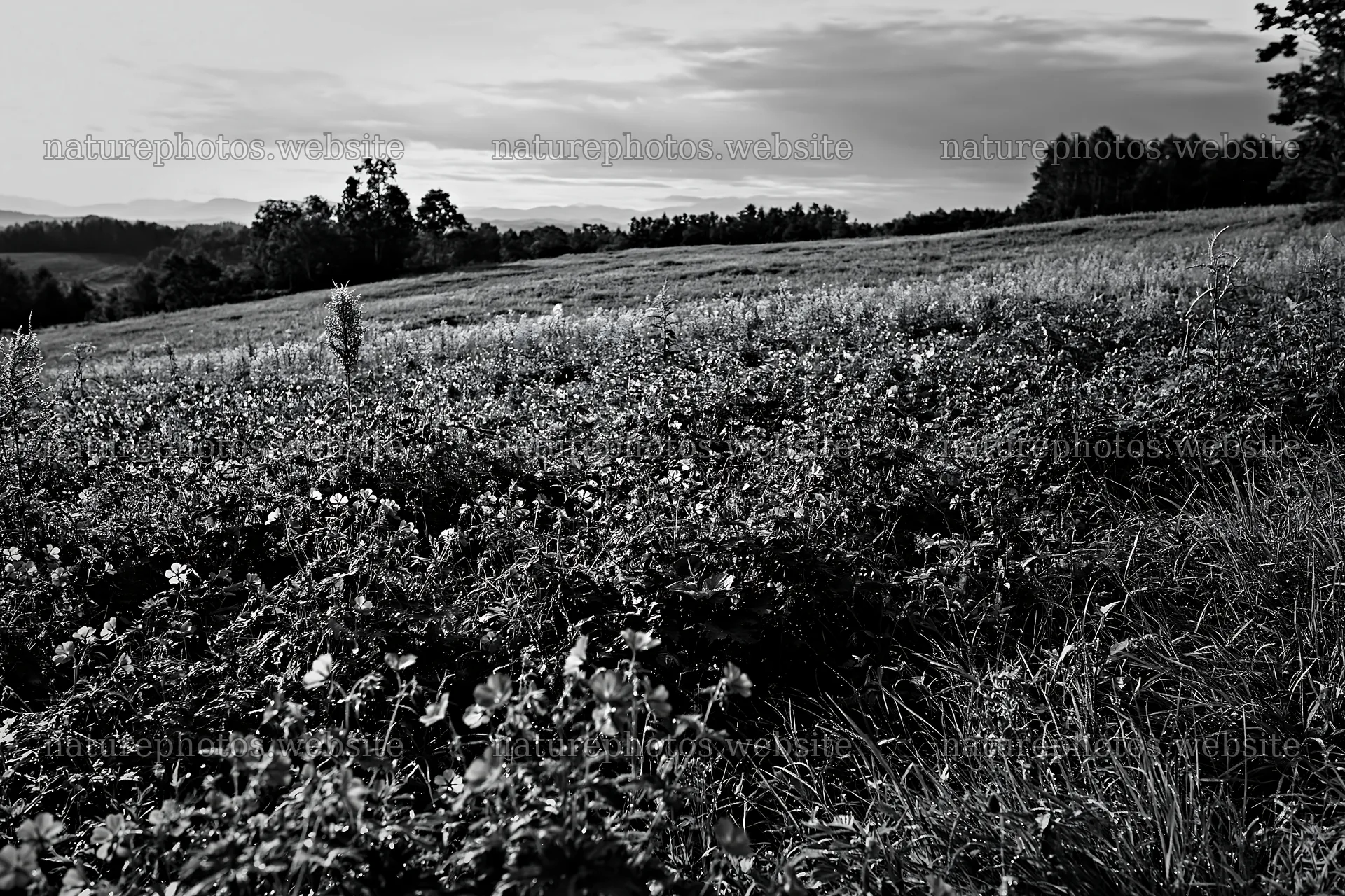 Expansive Hokkaido restoration meadow with dewdrops – nature photos 9722x6480