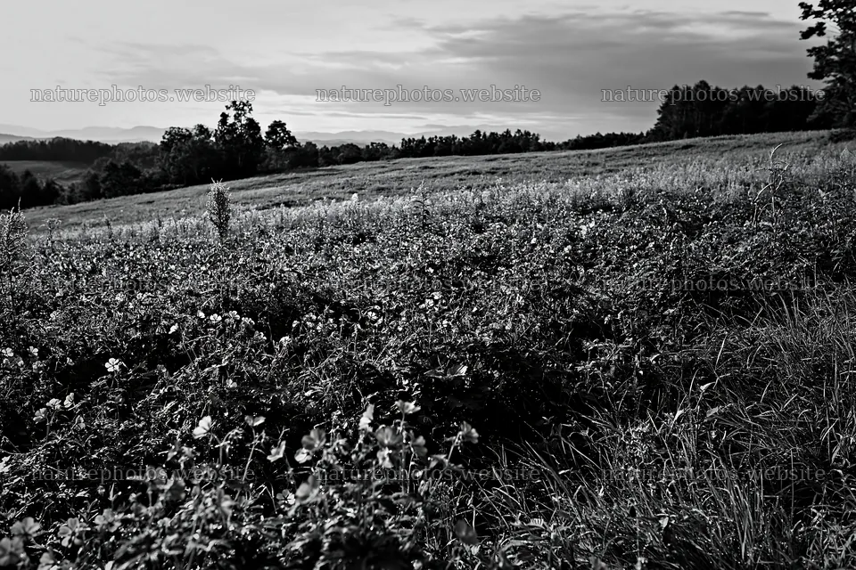 Expansive Hokkaido restoration meadow with dewdrops – nature photos 9722x6480