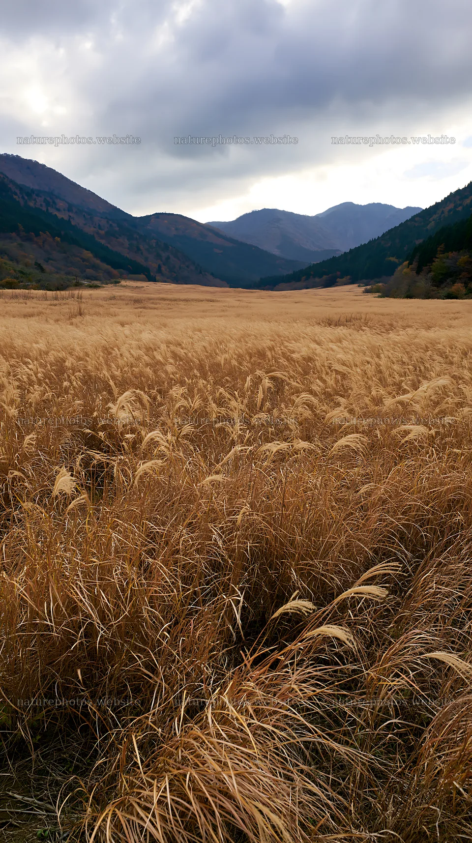 Golden meadow in Okayama with seedheads in foreground – nature photos 5938x10608