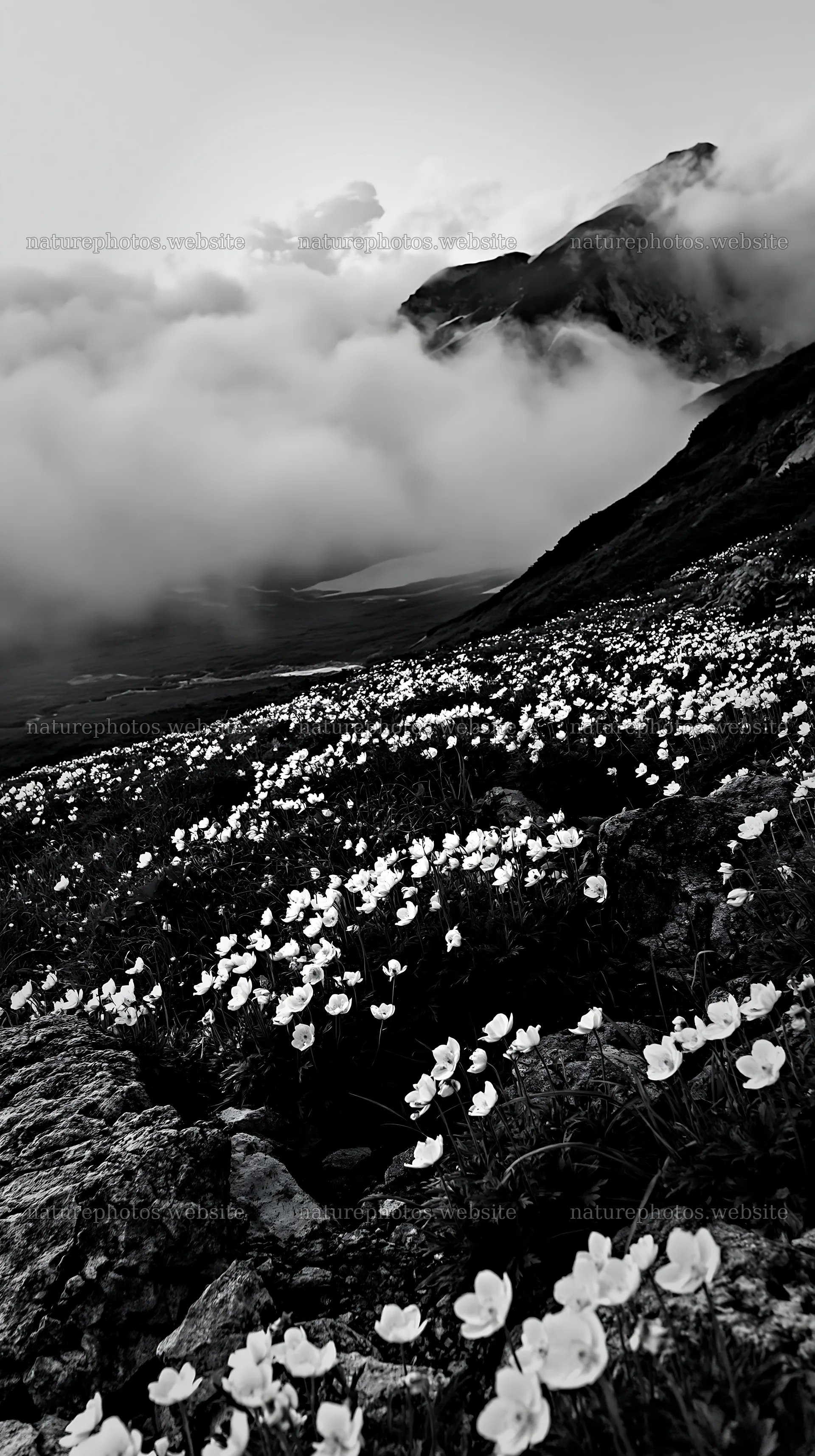 Toyama alpine meadow snowmelt rock foreground with flowers – nature photos 5938x10608