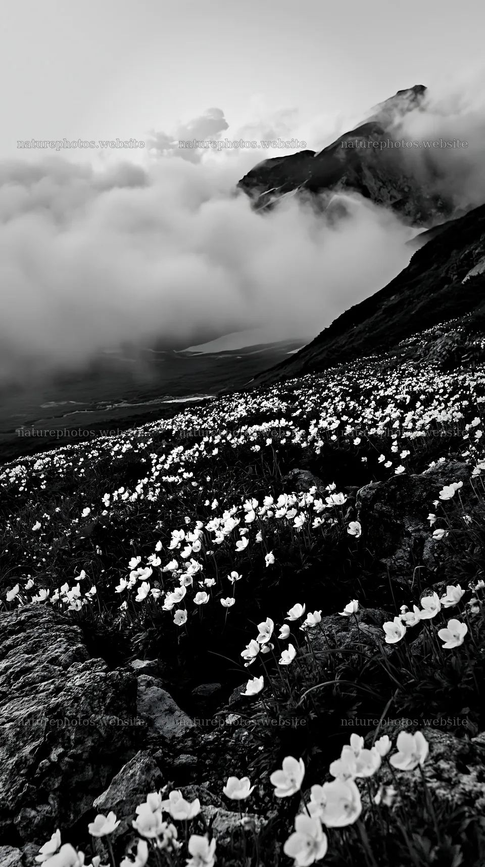 Toyama alpine meadow snowmelt rock foreground with flowers – nature photos 5938x10608