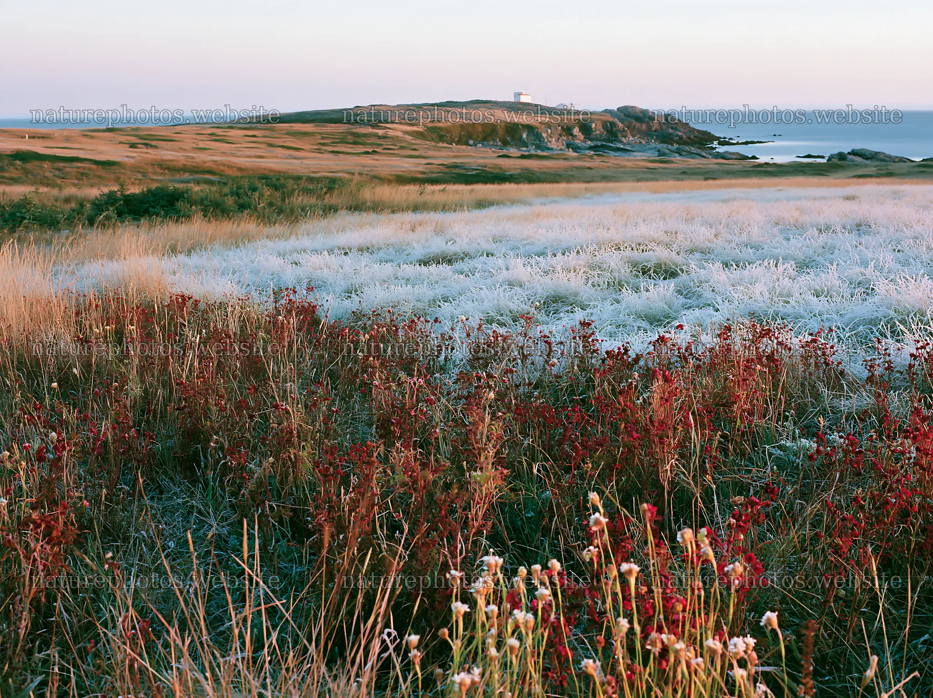 Frosty coastal meadow at sunset near ocean – nature photos 9174x6866