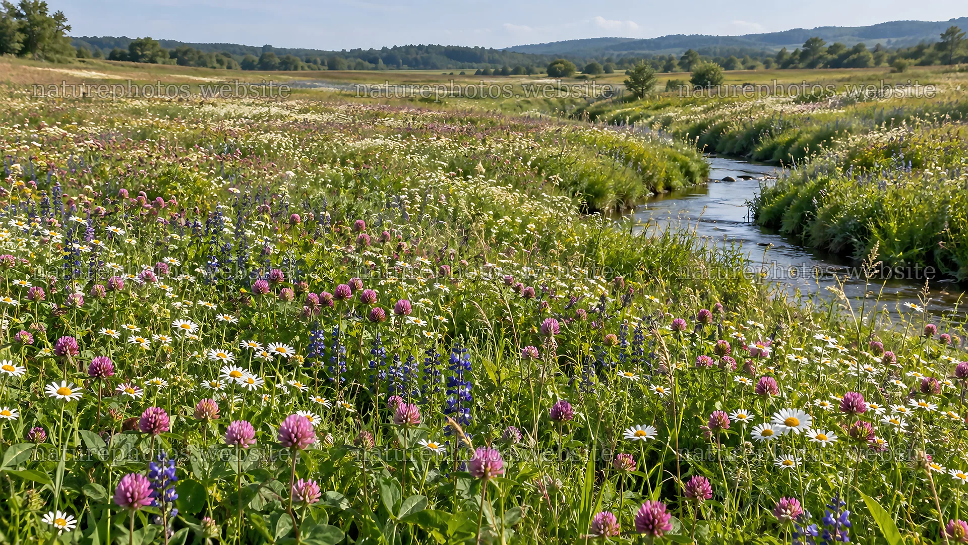 Colorful wildflowers beside a meadow stream – nature photos 10324x5812