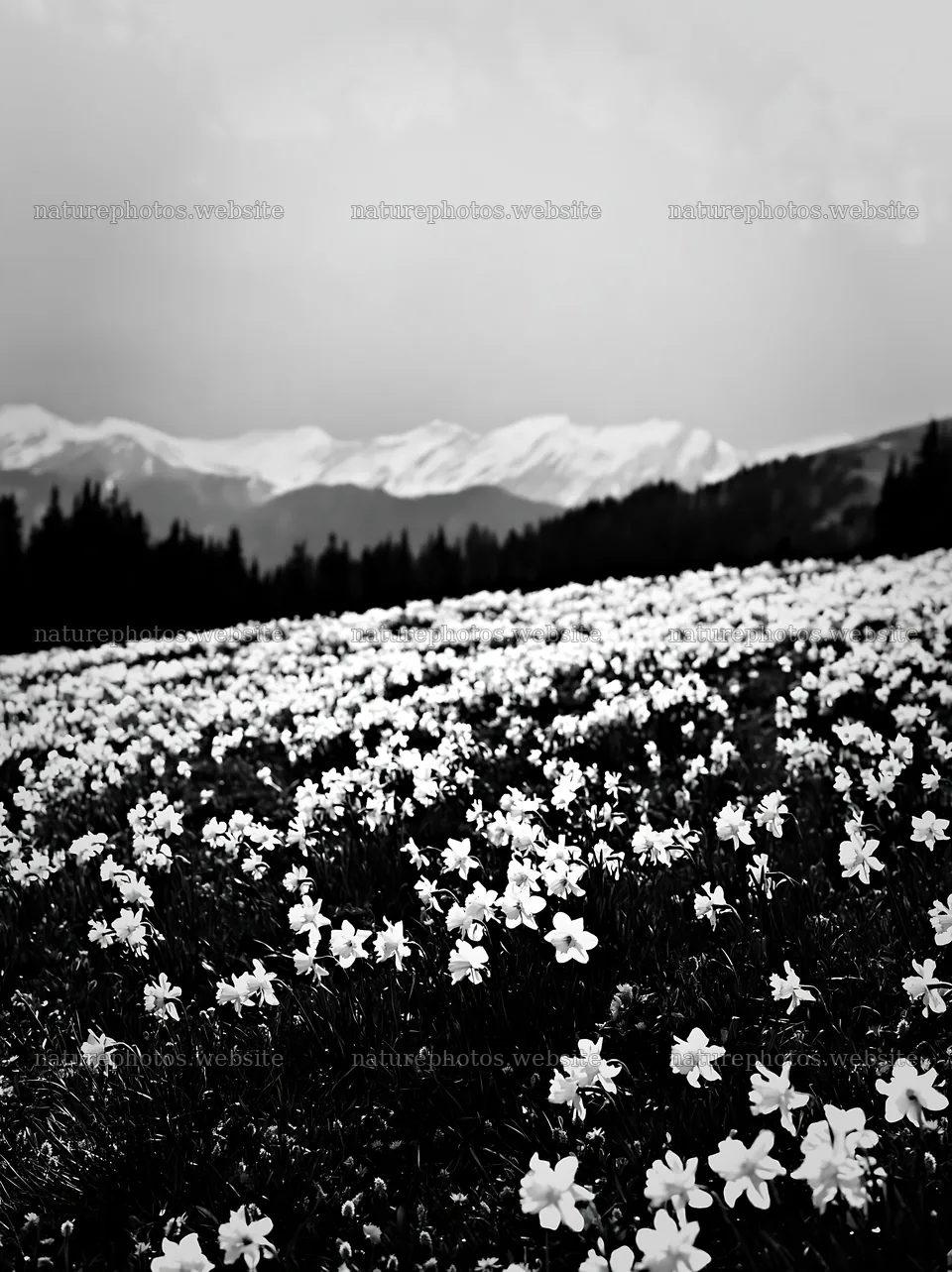 Meadow flowers cover hillside with mountains in background – nature photos 6866x9174
