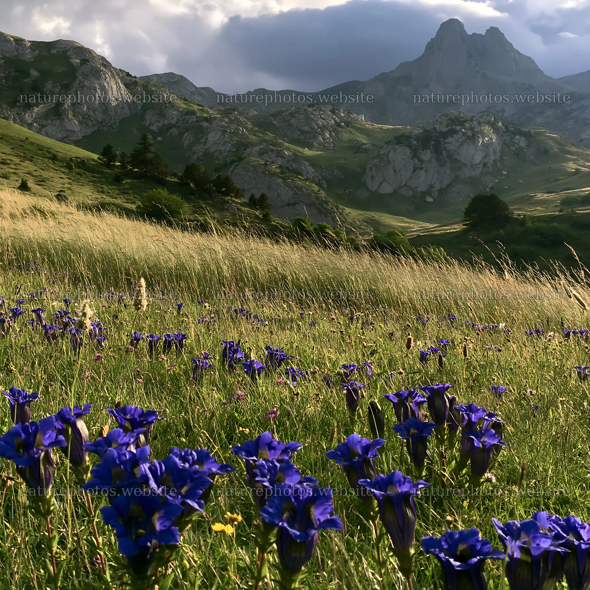 Meadow beneath crags with blue flowers and mountains in background – nature photos 7938x7938