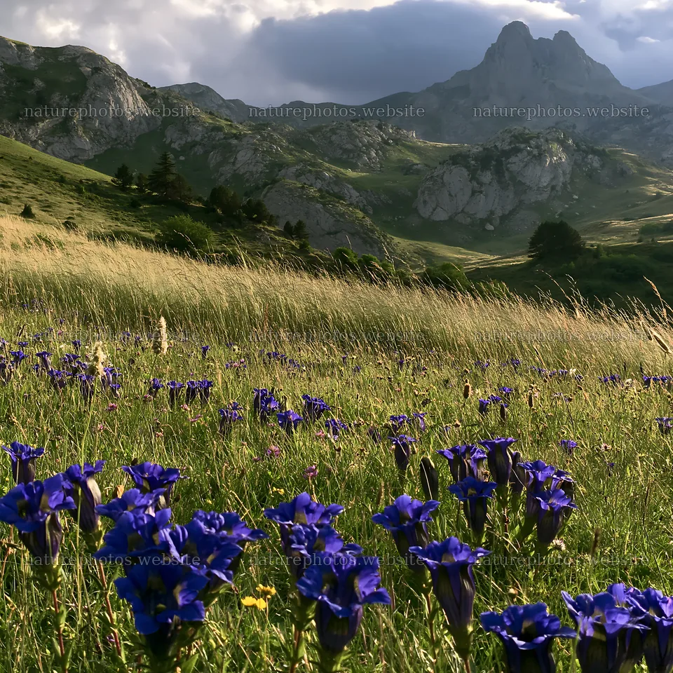 Meadow beneath crags with blue flowers and mountains in background – nature photos 7938x7938