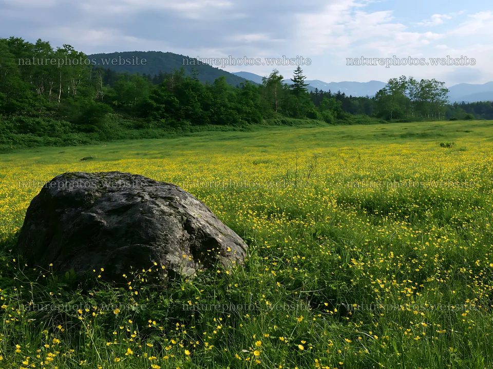 Aomori climate resilient meadow with boulder and wildflowers – nature photos 9174x6866