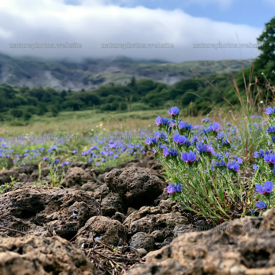 Volcanic meadow in Kagoshima with blue flowers and pumice rocks – nature photos 7938x7938
