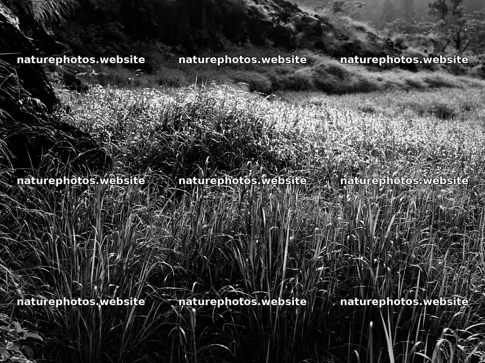 Fukui native grass meadow with rain droplets in Japan – nature photos 9174x6866