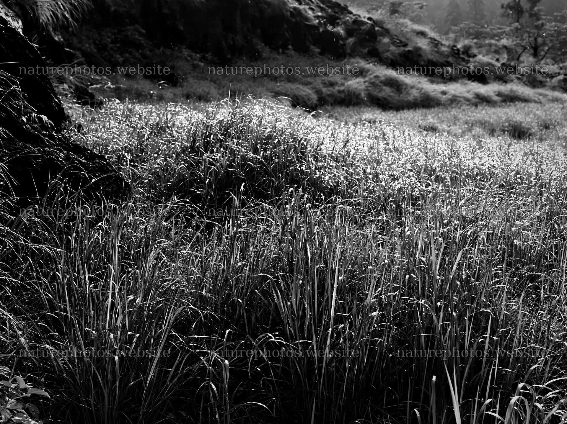 Fukui native grass meadow with rain droplets in Japan – nature photos 9174x6866