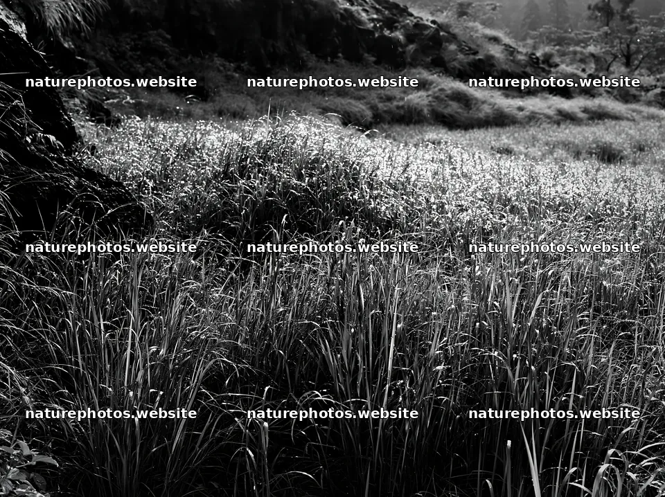 Fukui native grass meadow with rain droplets in Japan – nature photos 9174x6866