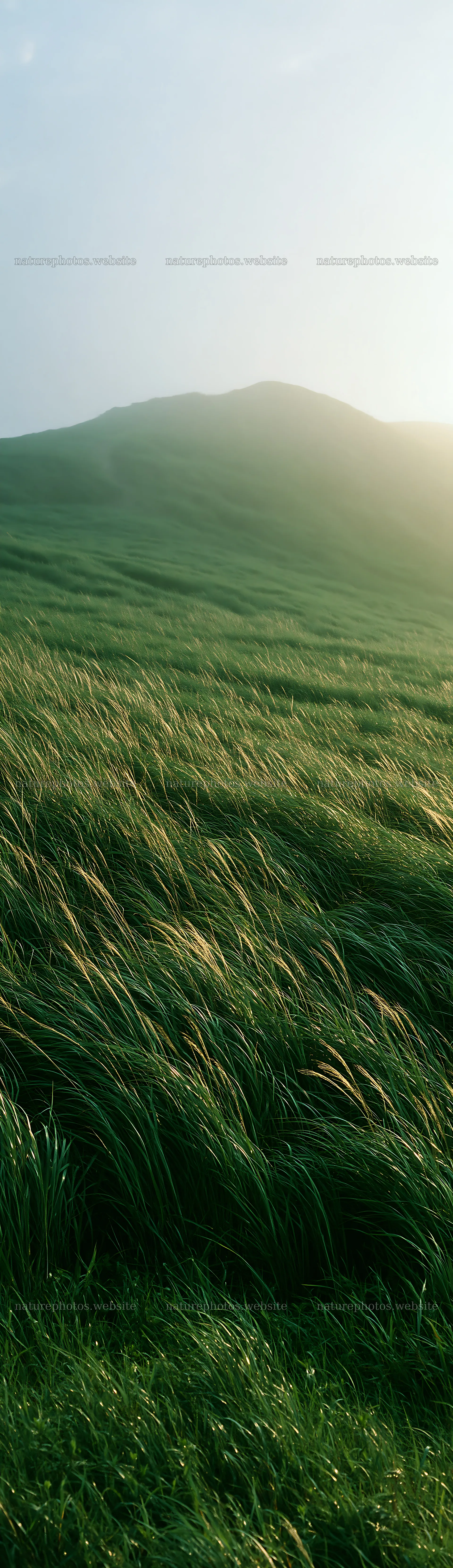 Tottori windy meadow with dune grasses under soft sunlight – nature photos 4268x14762