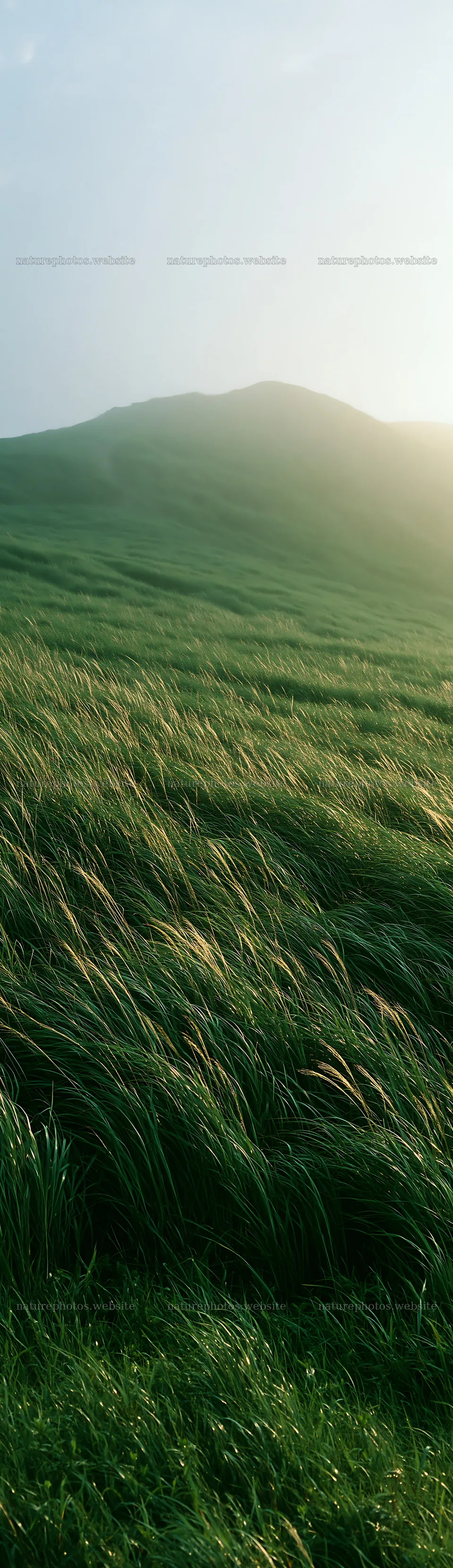 Tottori windy meadow with dune grasses under soft sunlight – nature photos 4268x14762