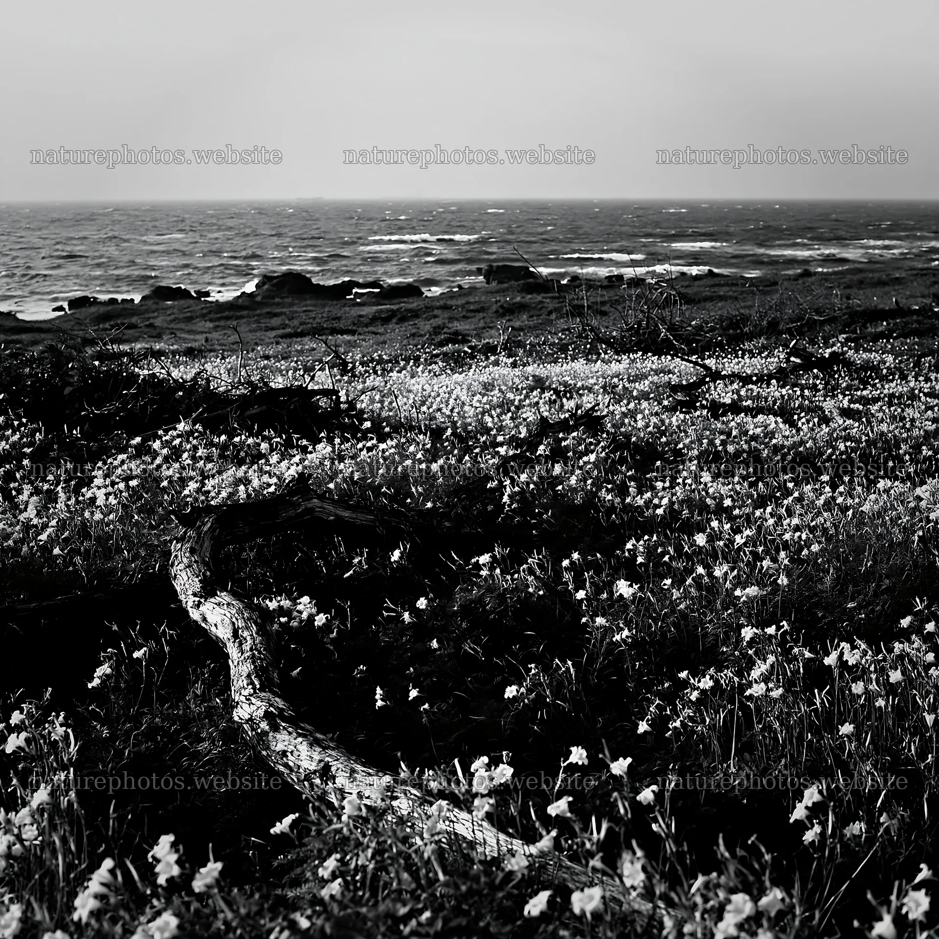 Ishikawa coastal meadow with storm washed driftwood – nature photos 7938x7938