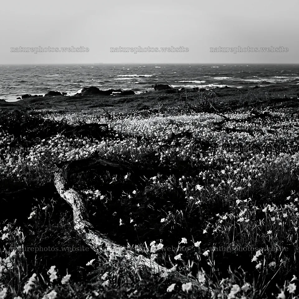 Ishikawa coastal meadow with storm washed driftwood – nature photos 7938x7938