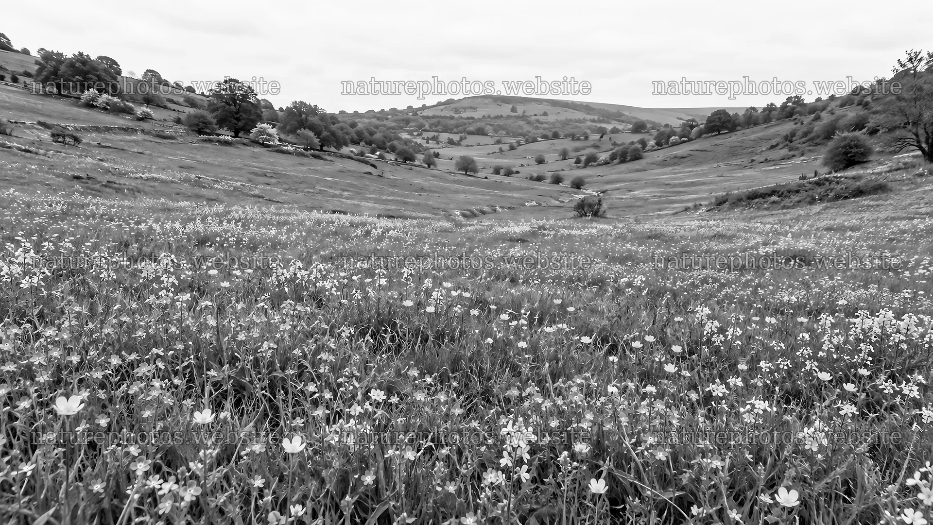 Monochrome Wildflower Meadow Across Rolling Hills – nature photos 10324x5812