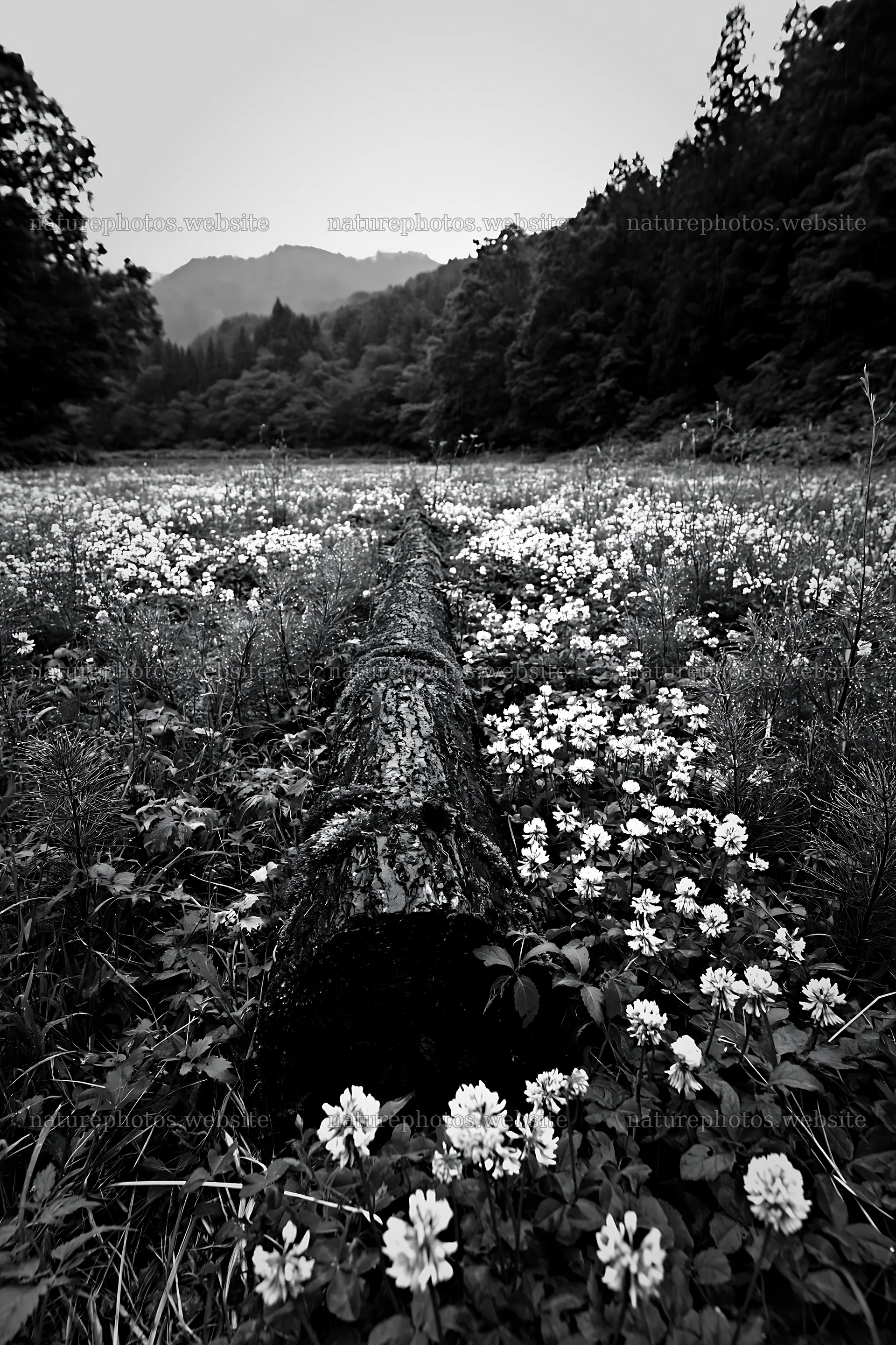 Low carbon meadow with mossy log in Gifu – nature photos 6480x9722
