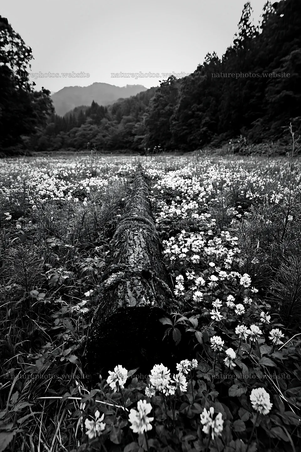 Low carbon meadow with mossy log in Gifu – nature photos 6480x9722