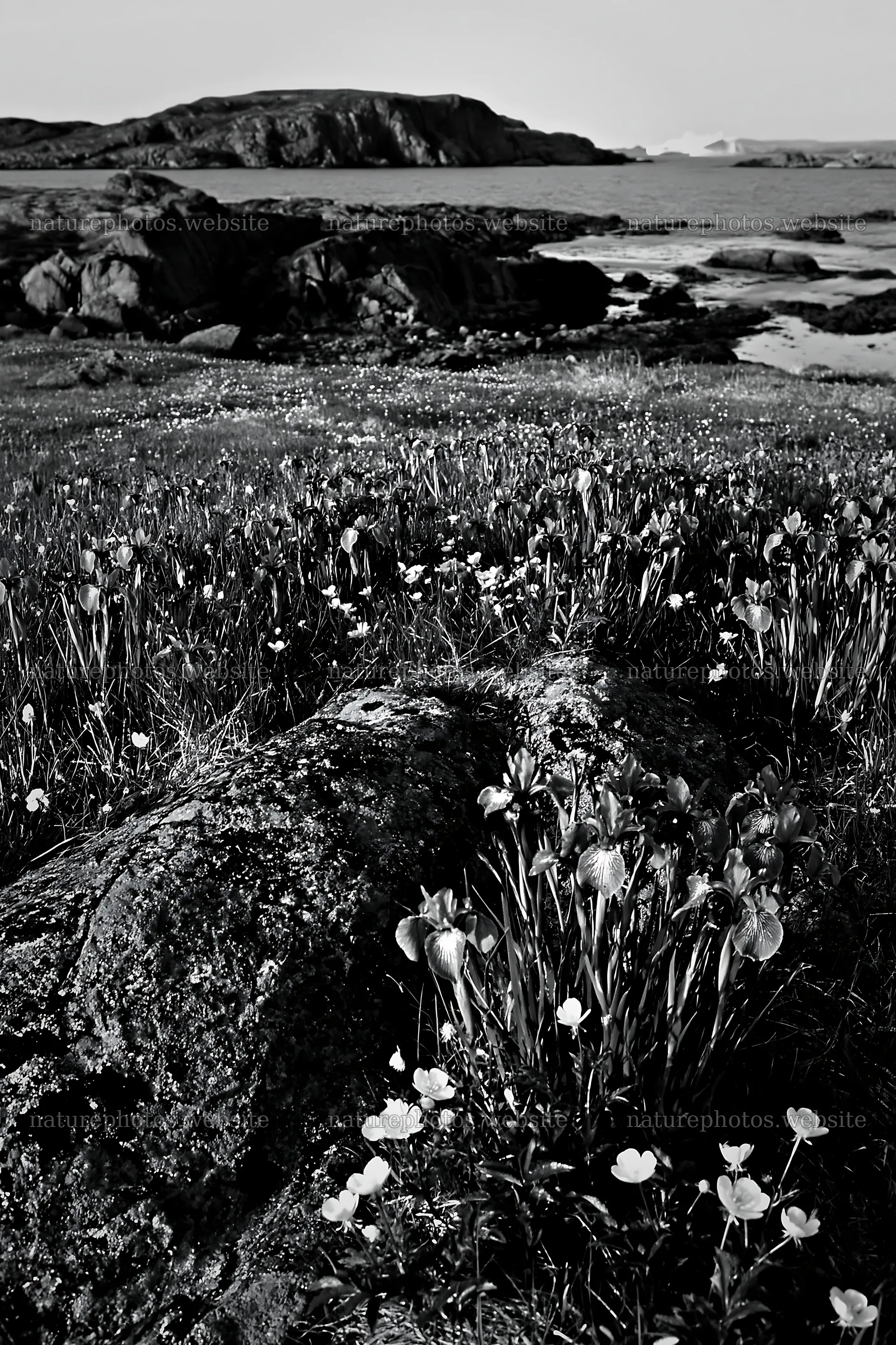 Coastal meadow with flowers and rocky shoreline – nature photos 6480x9722