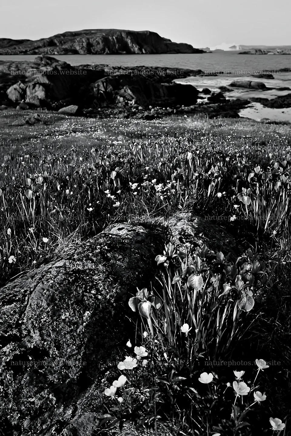 Coastal meadow with flowers and rocky shoreline – nature photos 6480x9722
