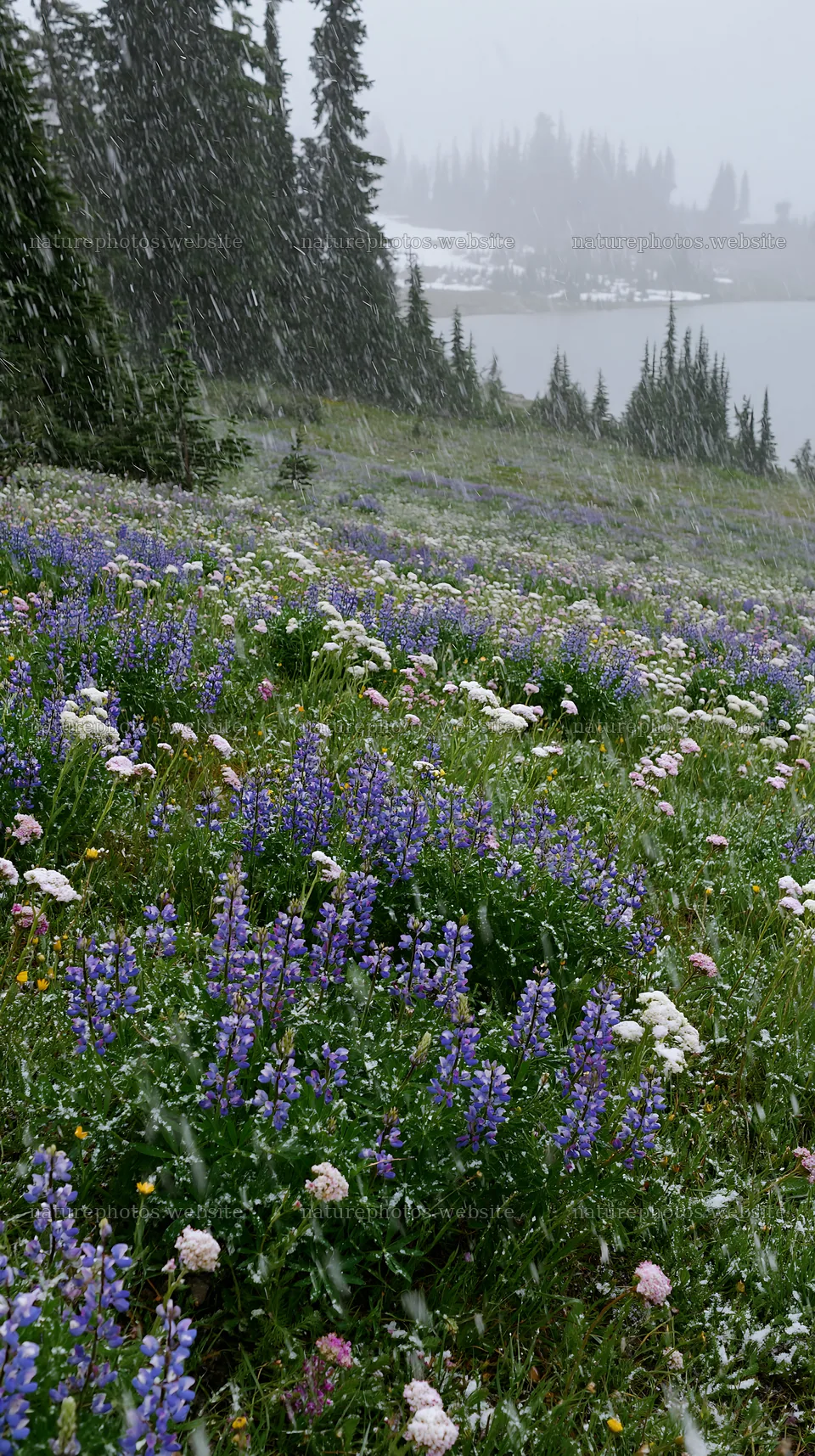 Snowy lakeside meadow with blooming flowers in winter weather – nature photos 5938x10608