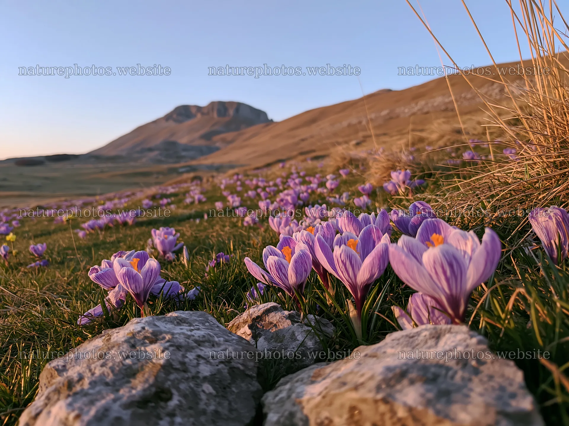 Meadow with crocuses near a mountain landscape at sunset – nature photos 9174x6866