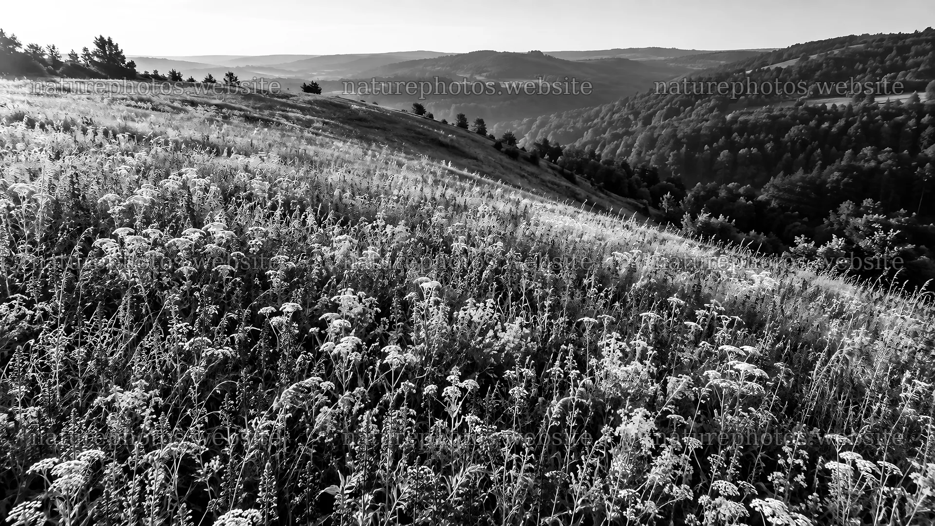 Monochrome Meadow on a Rolling Hillside – nature photos 10324x5812