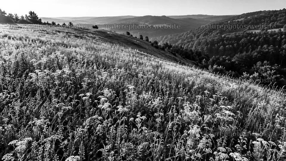 Monochrome Meadow on a Rolling Hillside – nature photos 10324x5812