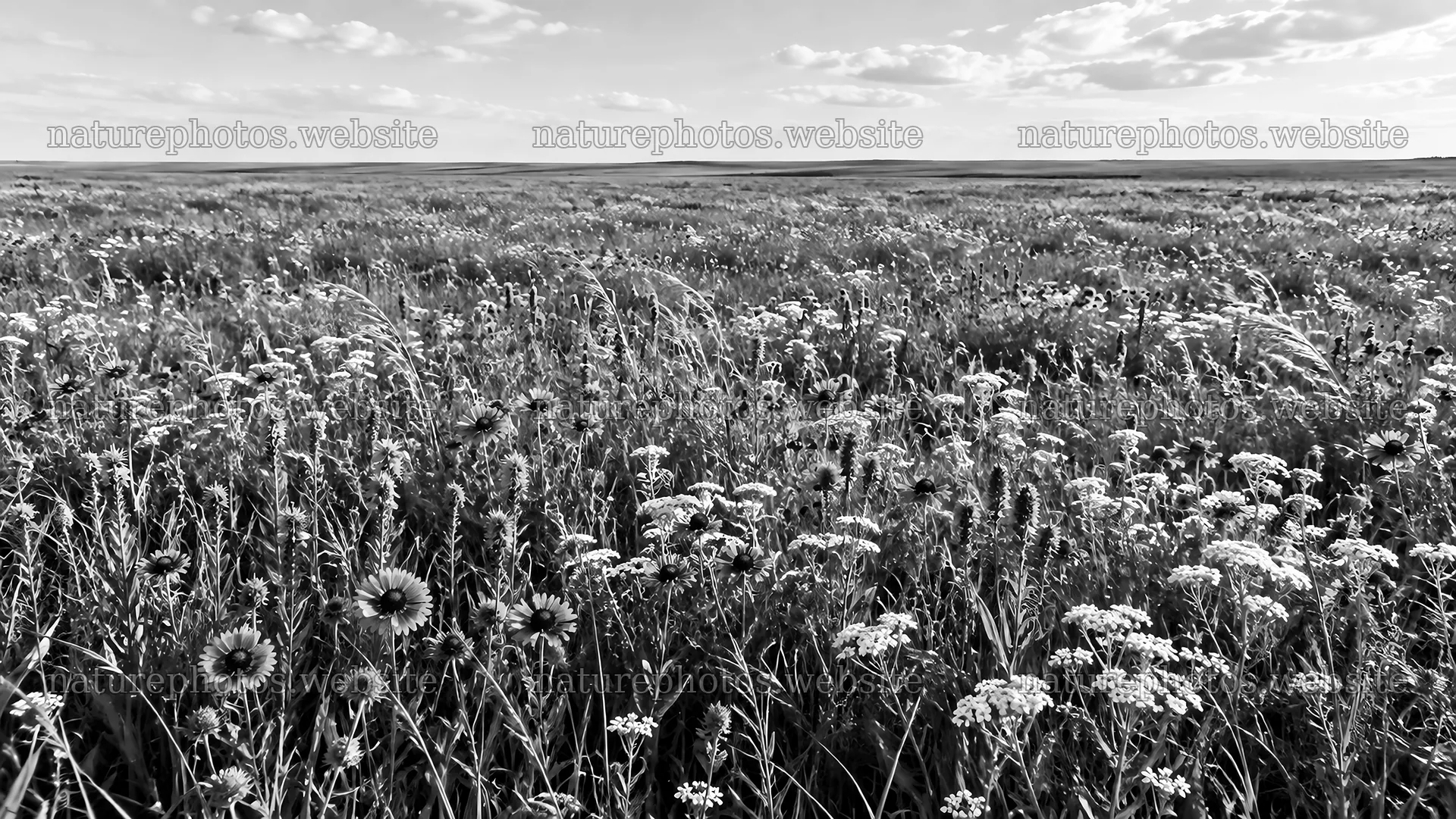 Monochrome Wildflower Meadow Under a Clouded Sky – nature photos 10324x5812