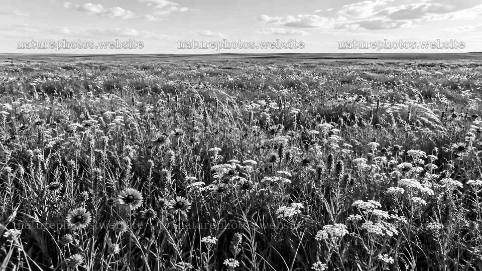 Monochrome Wildflower Meadow Under a Clouded Sky – nature photos 10324x5812