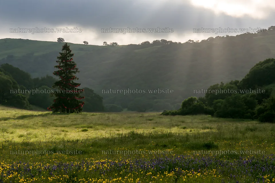 Christmas tree in meadow with sunbeams and broken clouds – nature photos 9722x6480