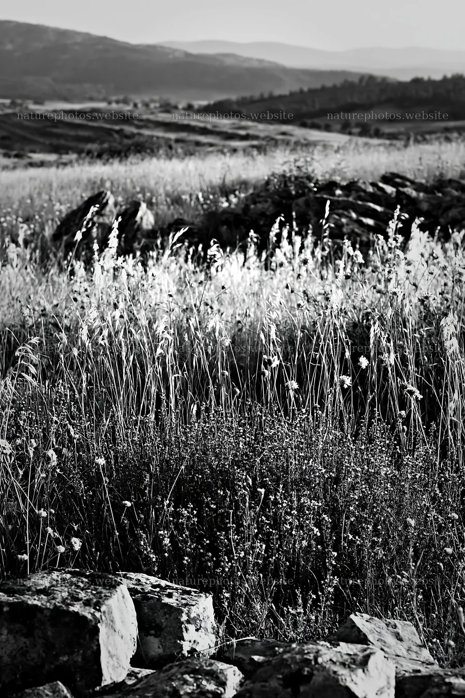 Climate-resilient meadow with stones and wild grasses – nature photos 6480x9722