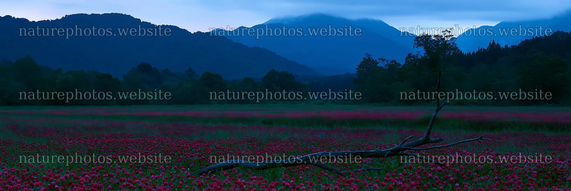 Yamagata rewilded meadow with fallen branch and mountains – nature photos 13690x4602