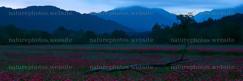 Yamagata rewilded meadow with fallen branch and mountains – nature photos 13690x4602