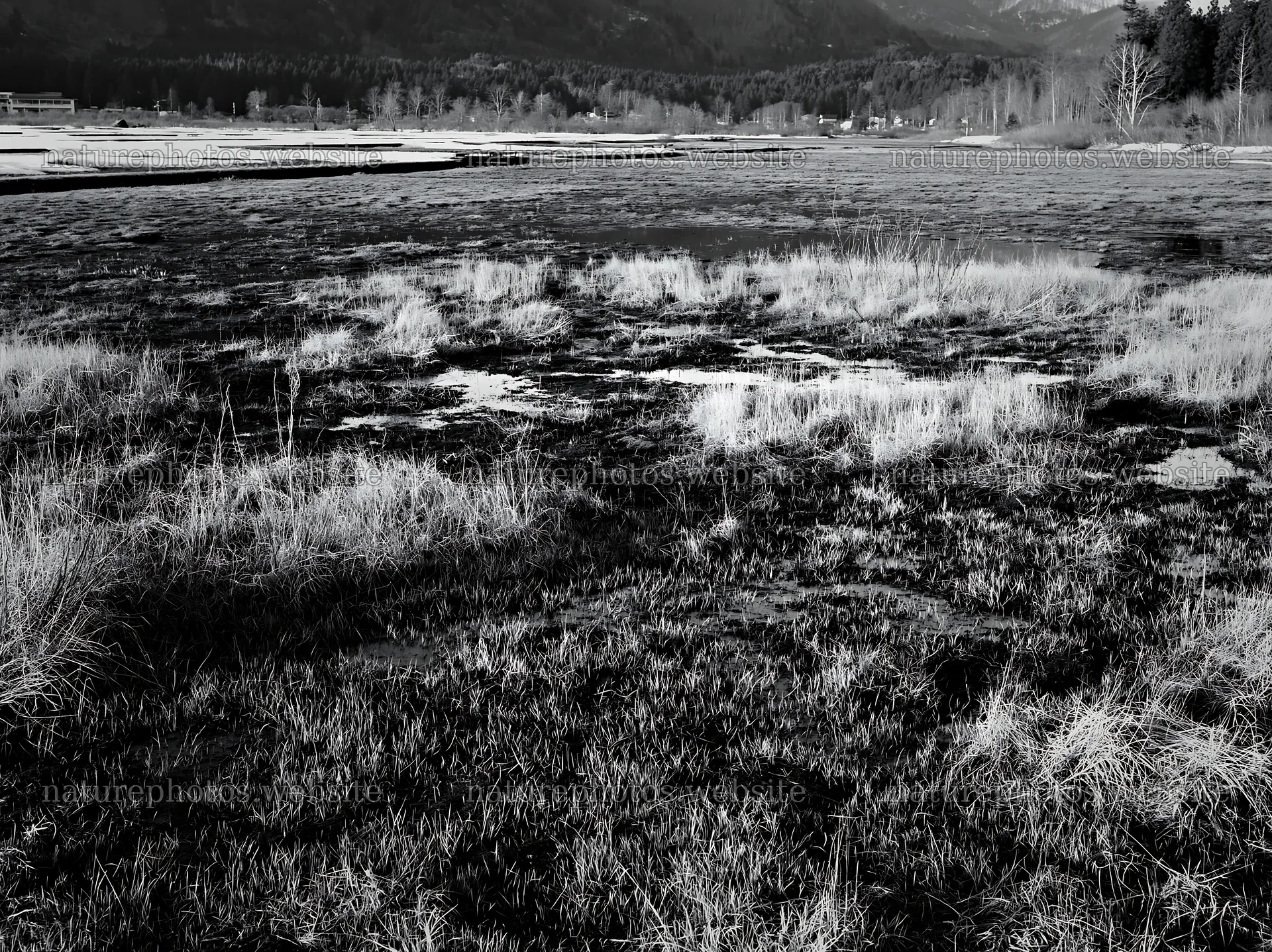 Akita snowmelt meadow with silver grasses in black and white – nature photos 9174x6866