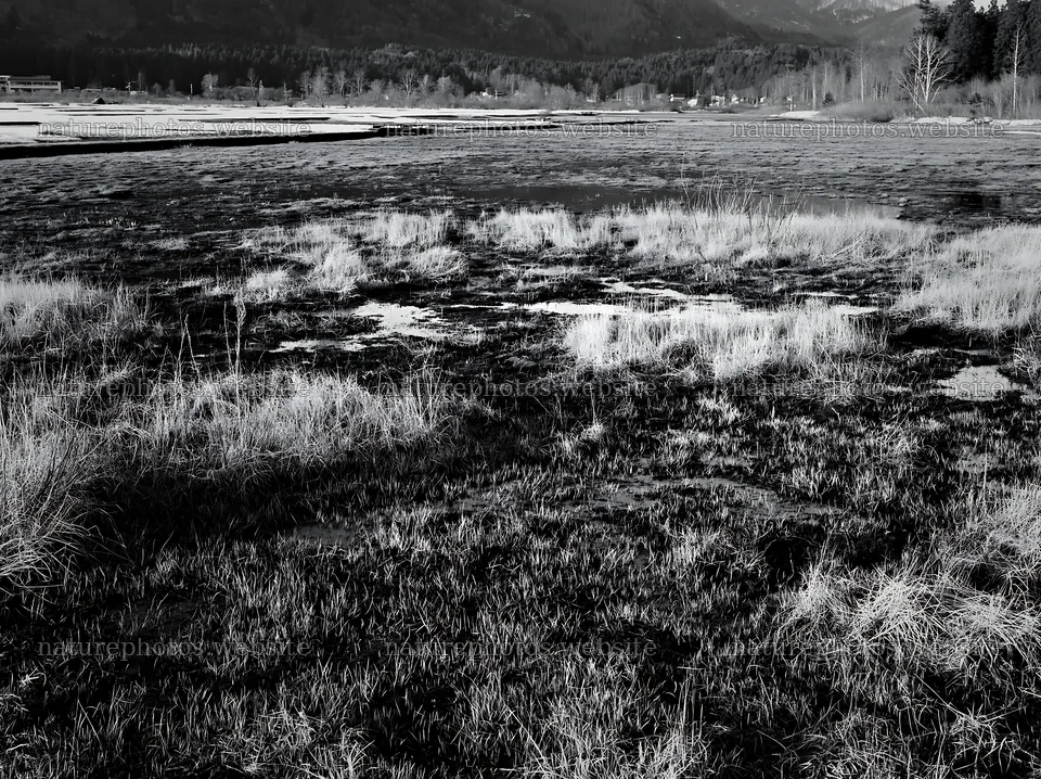 Akita snowmelt meadow with silver grasses in black and white – nature photos 9174x6866