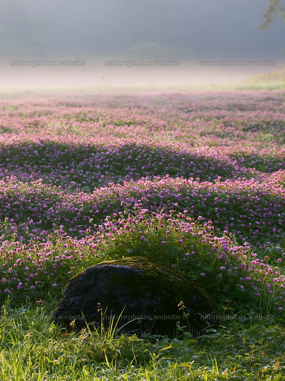 Misty meadow in Shimane with moss covered stone and flowers – nature photos 6866x9174