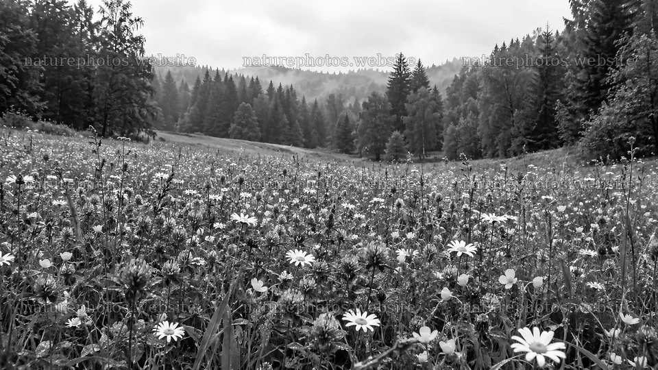 Wildflower Clearing with Crosses in Monochrome – nature photos 10324x5812