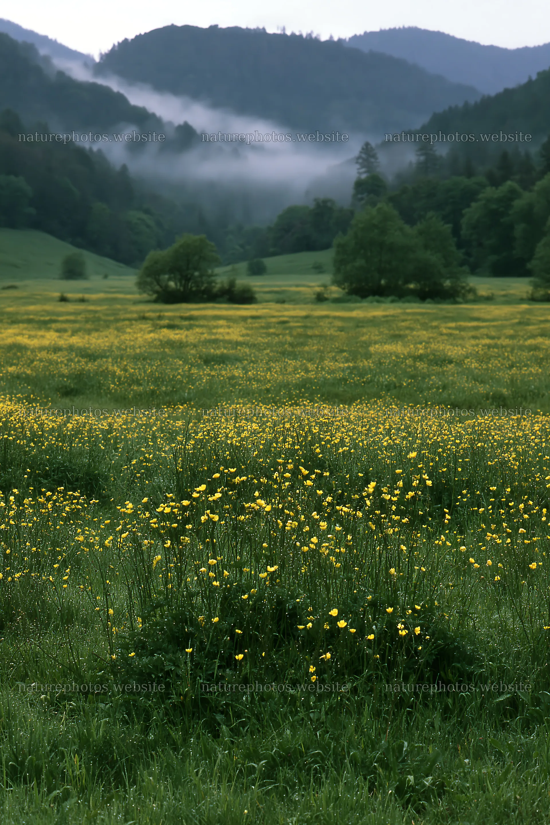 Rainy valley meadow with yellow flowers and fog – nature photos 6480x9722