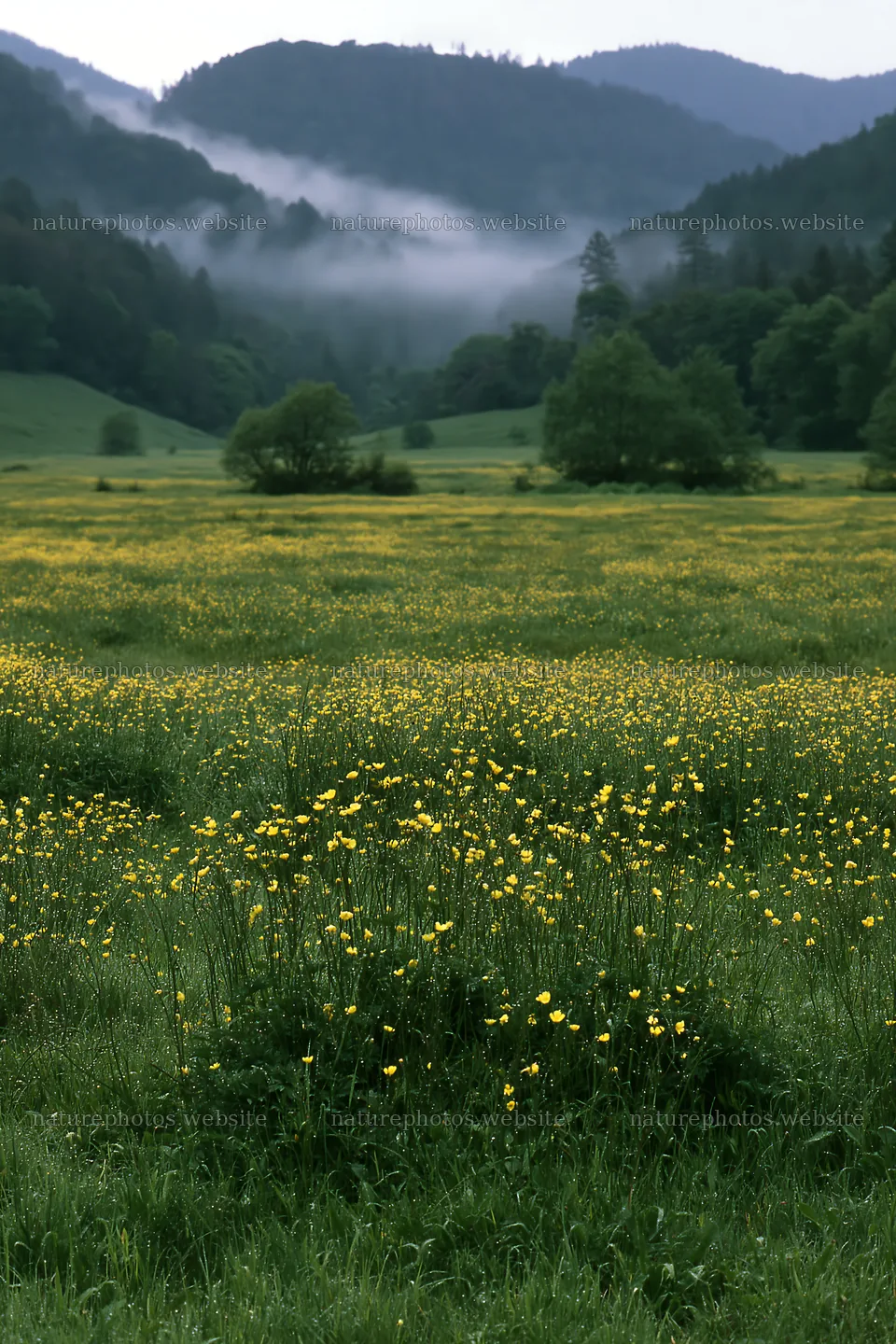 Rainy valley meadow with yellow flowers and fog – nature photos 6480x9722